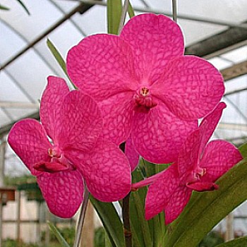 Orquídea jovem Princesa Mikasa